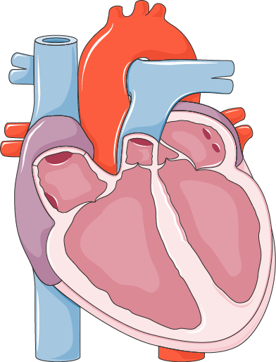 Cập nhật Hướng dẫn Điều trị Suy tim từ ESC (Khuyến cáo 2021, Cập nhật Trọng tâm 2023 và Hướng dẫn Toàn diện 2026): Phác đồ Tứ trụ, Mở rộng SGLT2i và Liệu pháp Sắt Tĩnh mạch